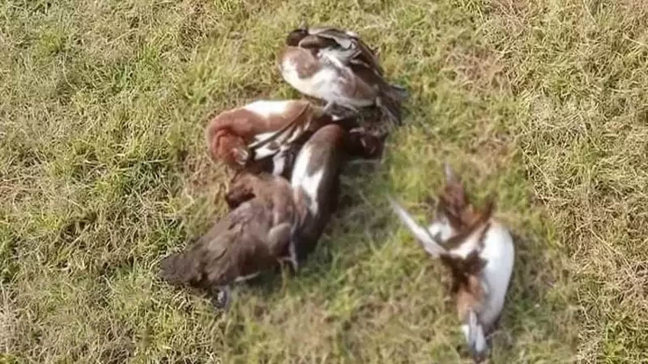 পাবনার সুজানগরে শীতের শুরুতেই অতিথি পাখি নিধন