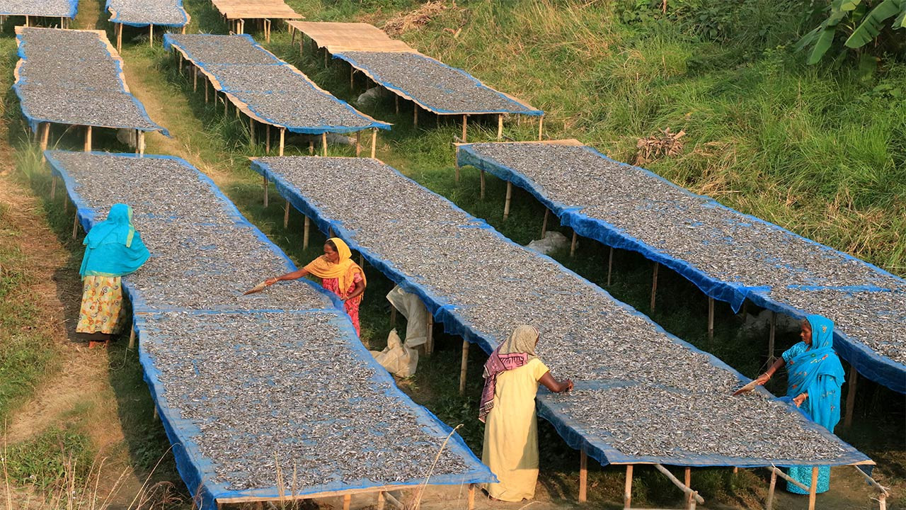 চলনবিলে মিঠা পানির শুঁটকি শিল্প কোটি টাকার সম্ভাবনাময় বাজার