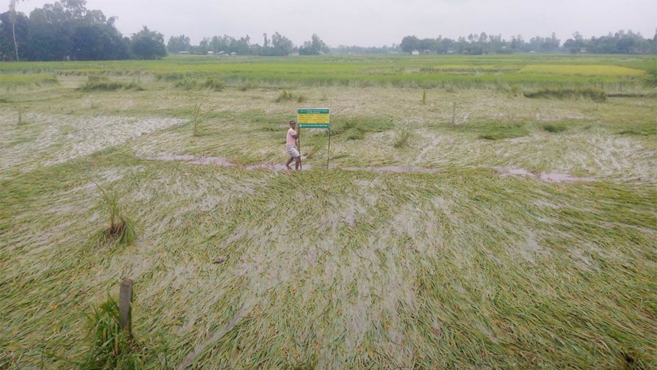 বগুড়া সারিয়াকান্দির সাড়ে ৩শ’ হেক্টর জমির ফসল নষ্ট হওয়ার আশঙ্কা