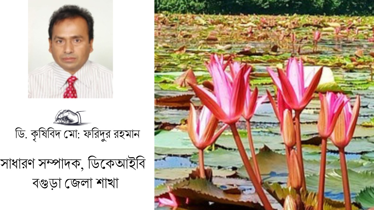 হারিয়ে যাচ্ছে বিল-ঝিলের শাপলা-শালুক!