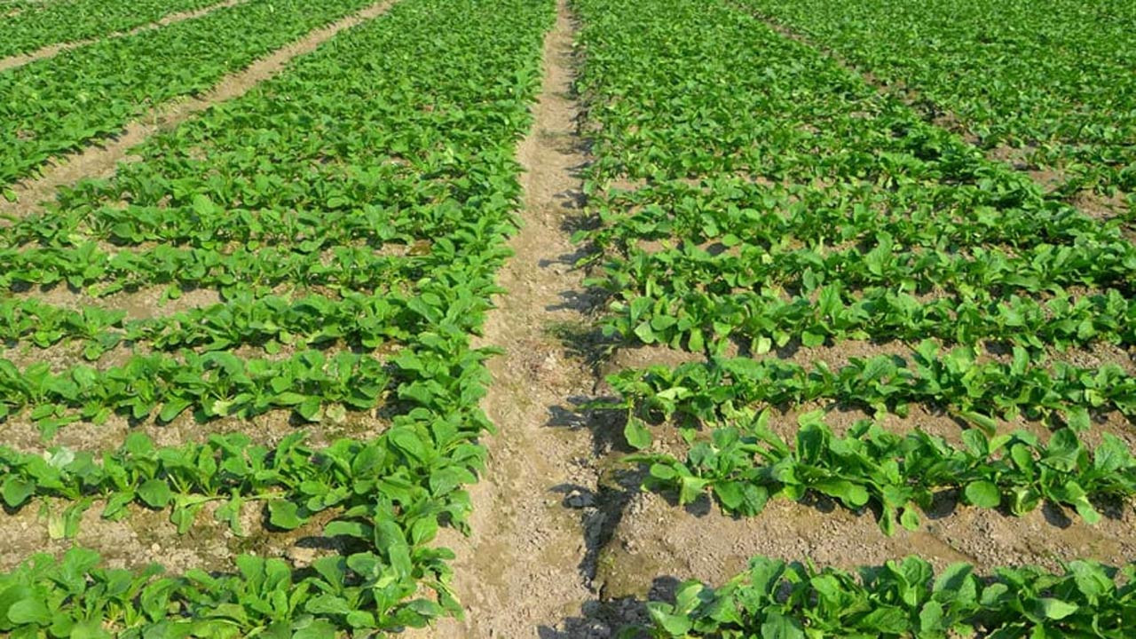 দিনাজপুরের বিরামপুরে শীতকালীন সবজির বিপুল সরবরাহ