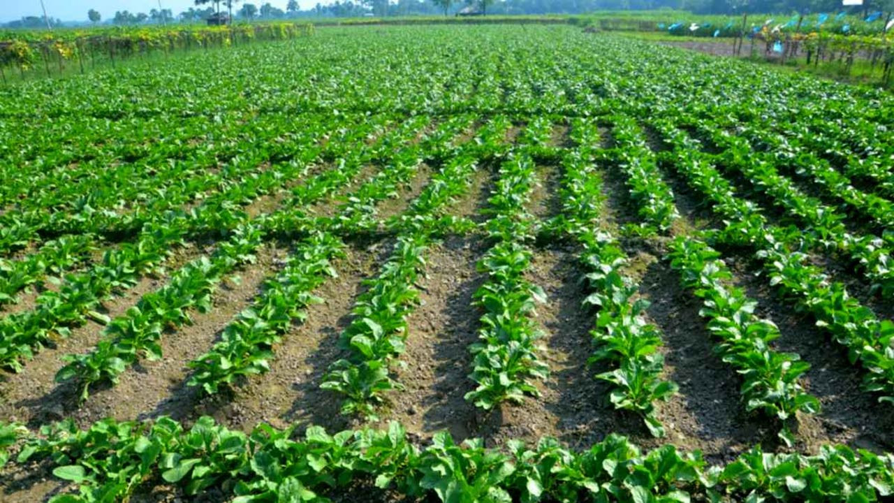 বগুড়ায় এবার ১২শ’ কোটি টাকার শীতকালীন সবজি উৎপাদনের লক্ষ্য