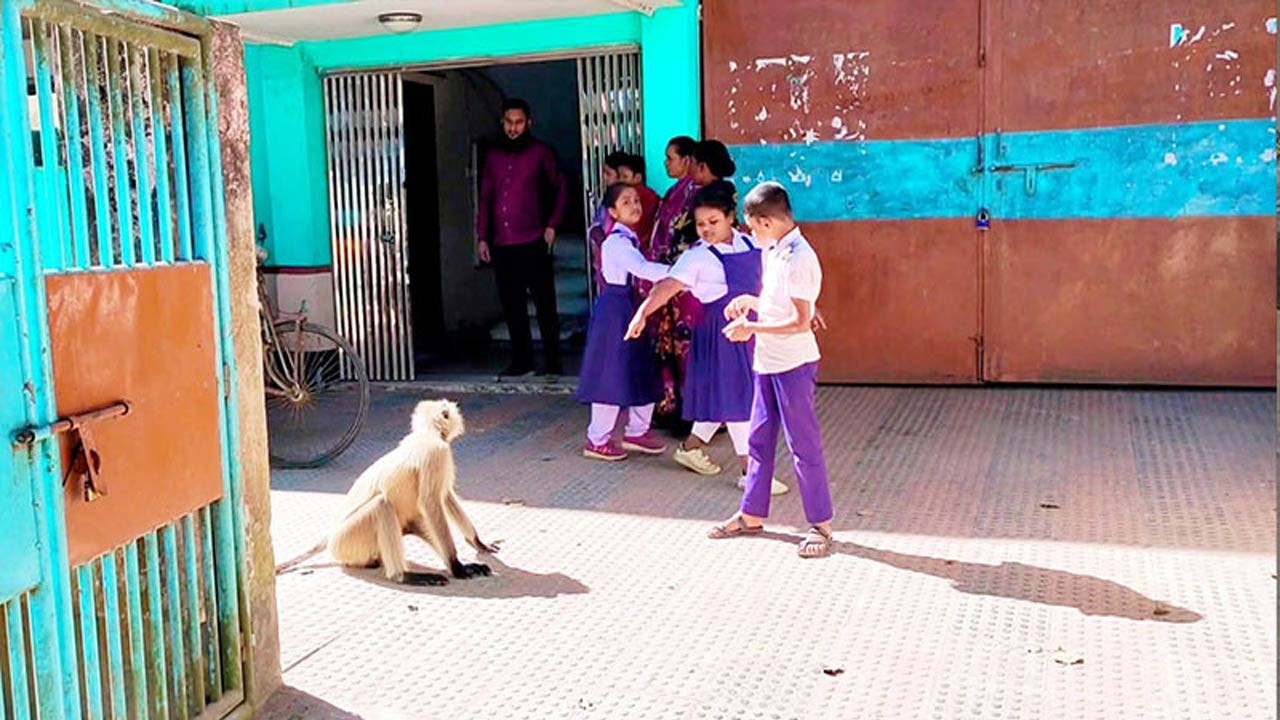 দিনাজপুরের হিলিতে বিভিন্ন সরকারি অফিসে ঘুরে বেড়াচ্ছে মুখপোড়া হনুমান