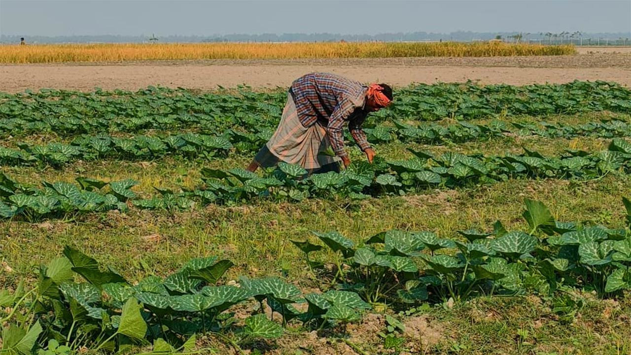 তিস্তার চরাঞ্চলে মিষ্টি কুমড়া চাষ