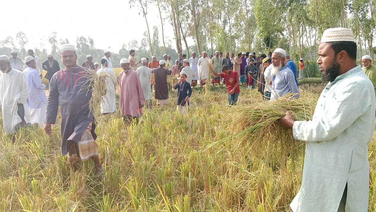 রংপুরের পীরগাছায় মসজিদের জমির আধাপাকা ধান কেটে বিনষ্ট