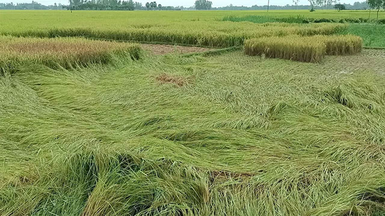 দিনাজপুরের হিলিতে আমন ধানের ব্যাপক ক্ষতির আশঙ্কা