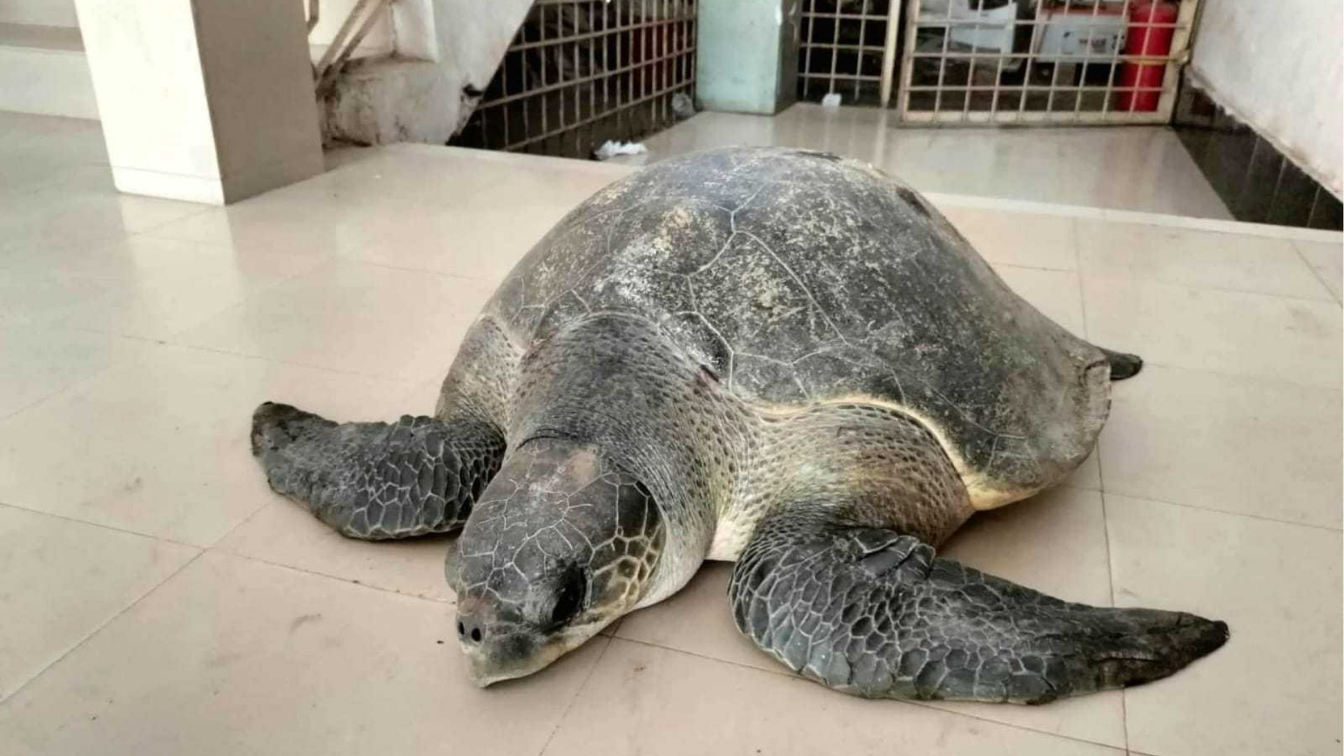 ভোলায় ৫০ কেজি ওজনের বিরল এক কচ্ছপ উদ্ধার