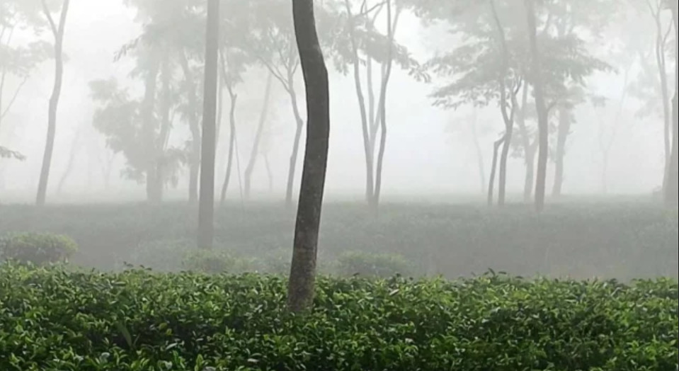 মৌসুমের সর্বনিম্ন তাপমাত্রা শ্রীমঙ্গলে