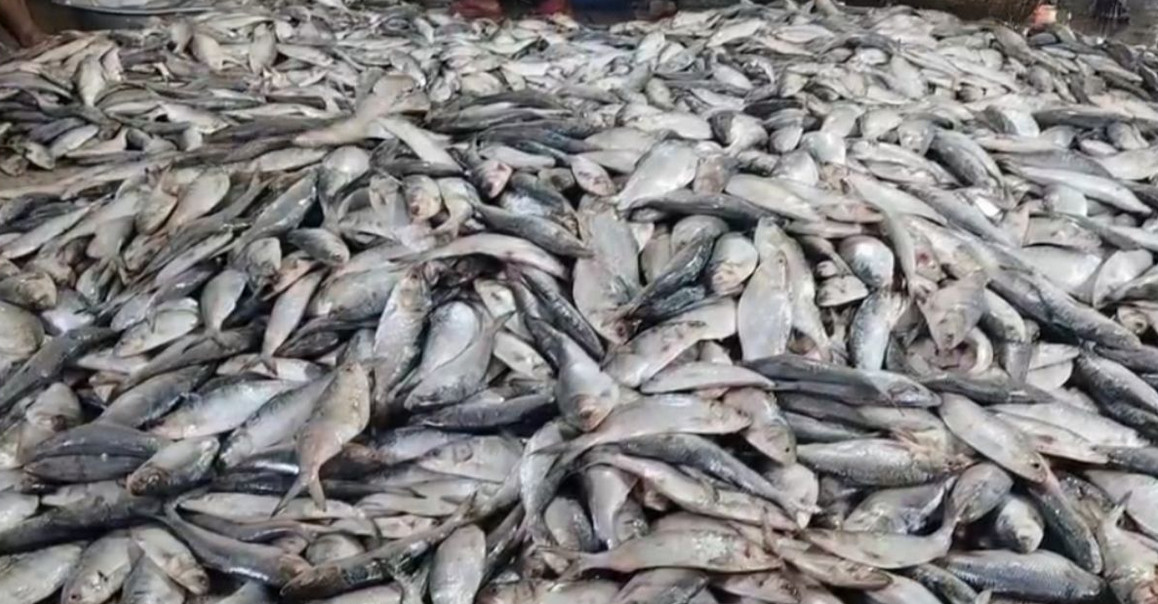 ইলিশ রক্ষায় জাটকা শিকারে নিষেধাজ্ঞা শুরু