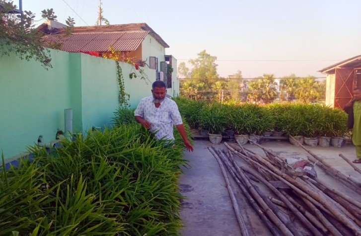আদমদীঘিতে বাসার ছাদে বস্তায় আদা  চাষে সাফল্য দেখছেন মামুন 