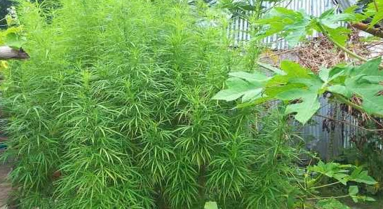 মান্দায় বসতবাড়িতে গাঁজা চাষ, যুবক গ্রেফতার