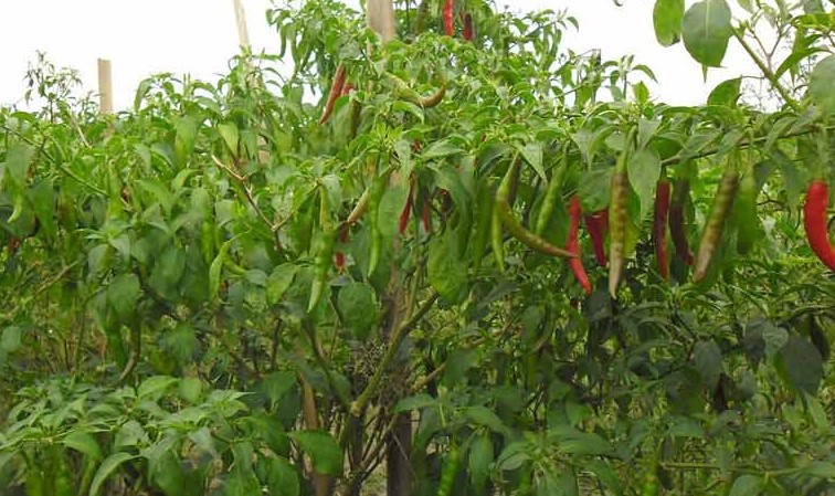 বগুড়ার সারিয়াকান্দিতে মরিচের গাছ চুরির ঘটনায় সংঘর্ষে নিহত ১, আহত ৫