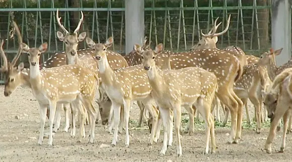 ভারতে চিড়িয়াখানায় কুকুরের আক্রমণে ১০ হরিণ নিহত