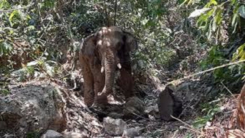বান্দরবানে হাতির আক্রমণে প্রাণ গেল শ্রমিকের
