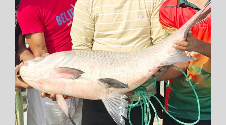 গোয়ালন্দে পদ্মা নদীর এক কাতলার দাম ৫৫ হাজার টাকা