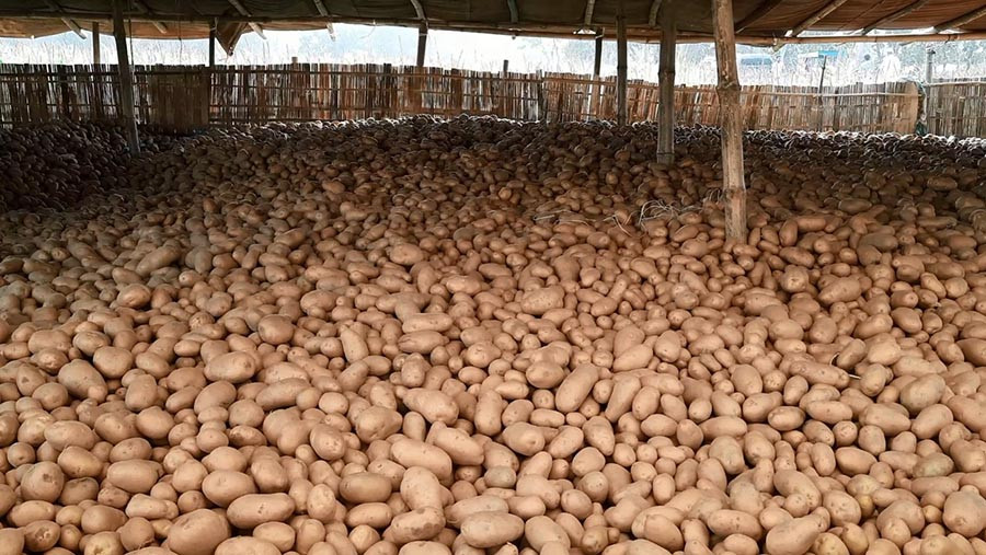 বৃহত্তর রংপুরের পাঁচ জেলায় বিএডিসির ২৫শ’ মে.টন বীজ আলু বরাদ্দ