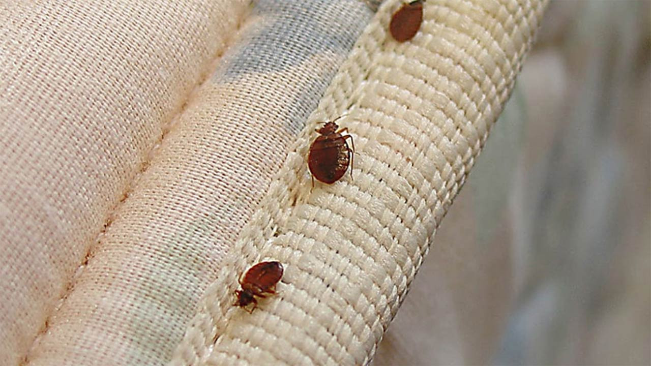 বাড়ির ছারপোকা দূর করার উপায়