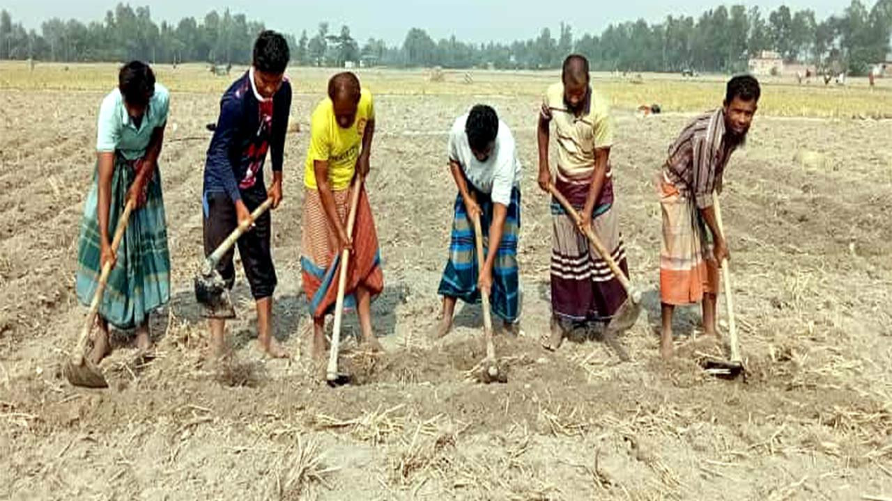 বগুড়ার দুপচাঁচিয়ায় ধানকাটা শেষে রসালো জমিতে আলু লাগানো শুরু