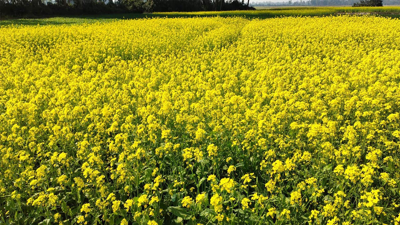 বগুড়ার নন্দীগ্রামে কমেছে সরিষার চাষাবাদ, অসময়ে বৃষ্টি