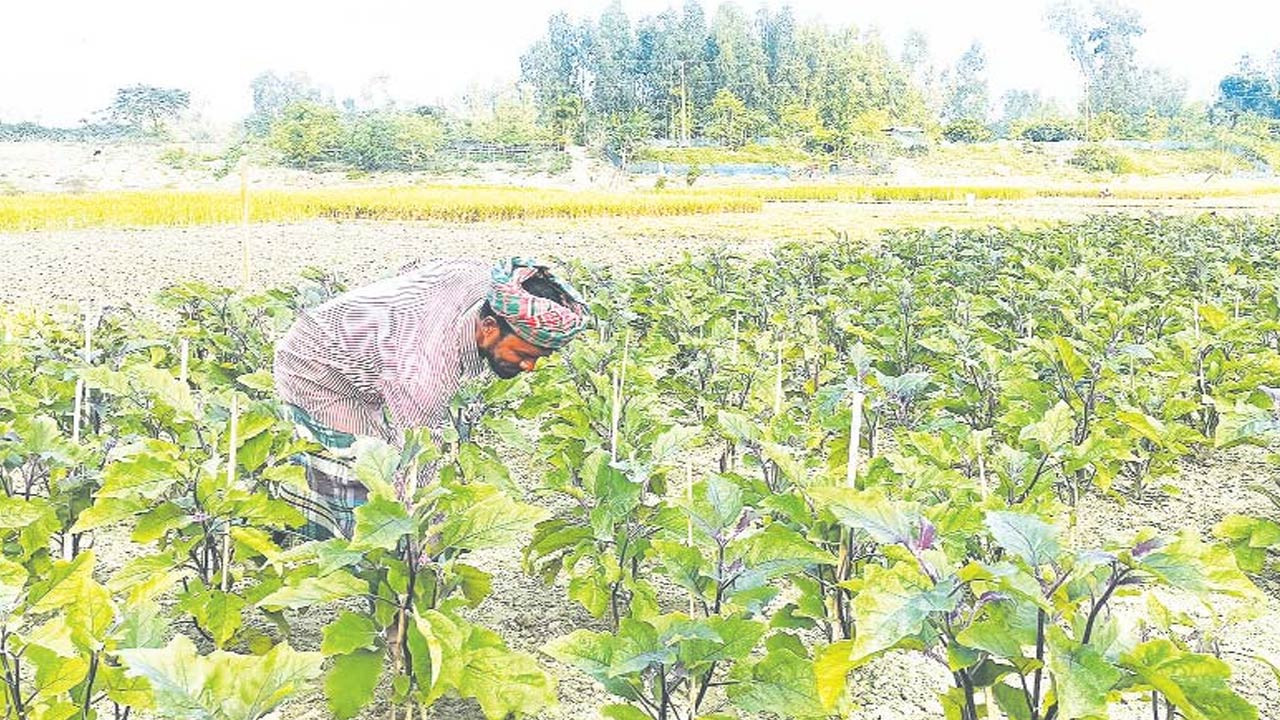বেগুন গাছে মোজাইক ভাইরাসের আক্রমণ, ফলন নিয়ে শঙ্কা