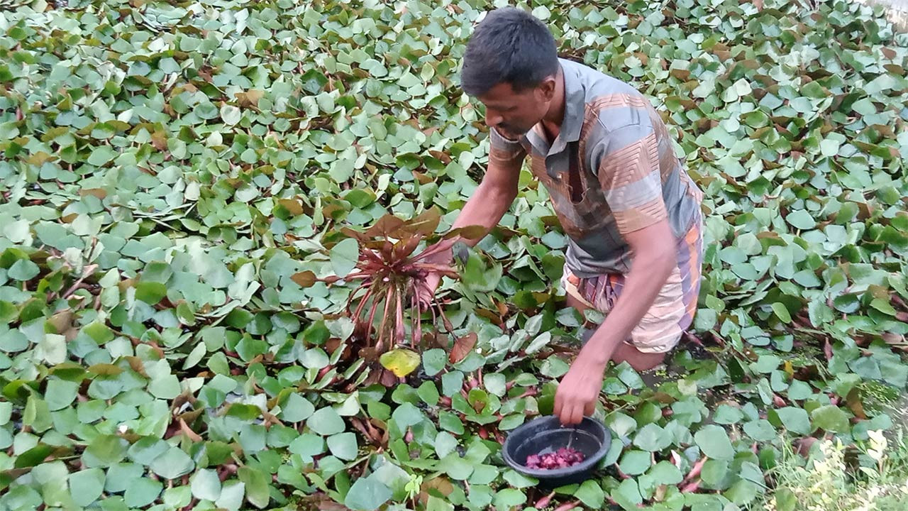 জয়পুরহাটে পানি জমে থাকা নিচু জমিতে বাড়ছে পানি ফলের চাষ