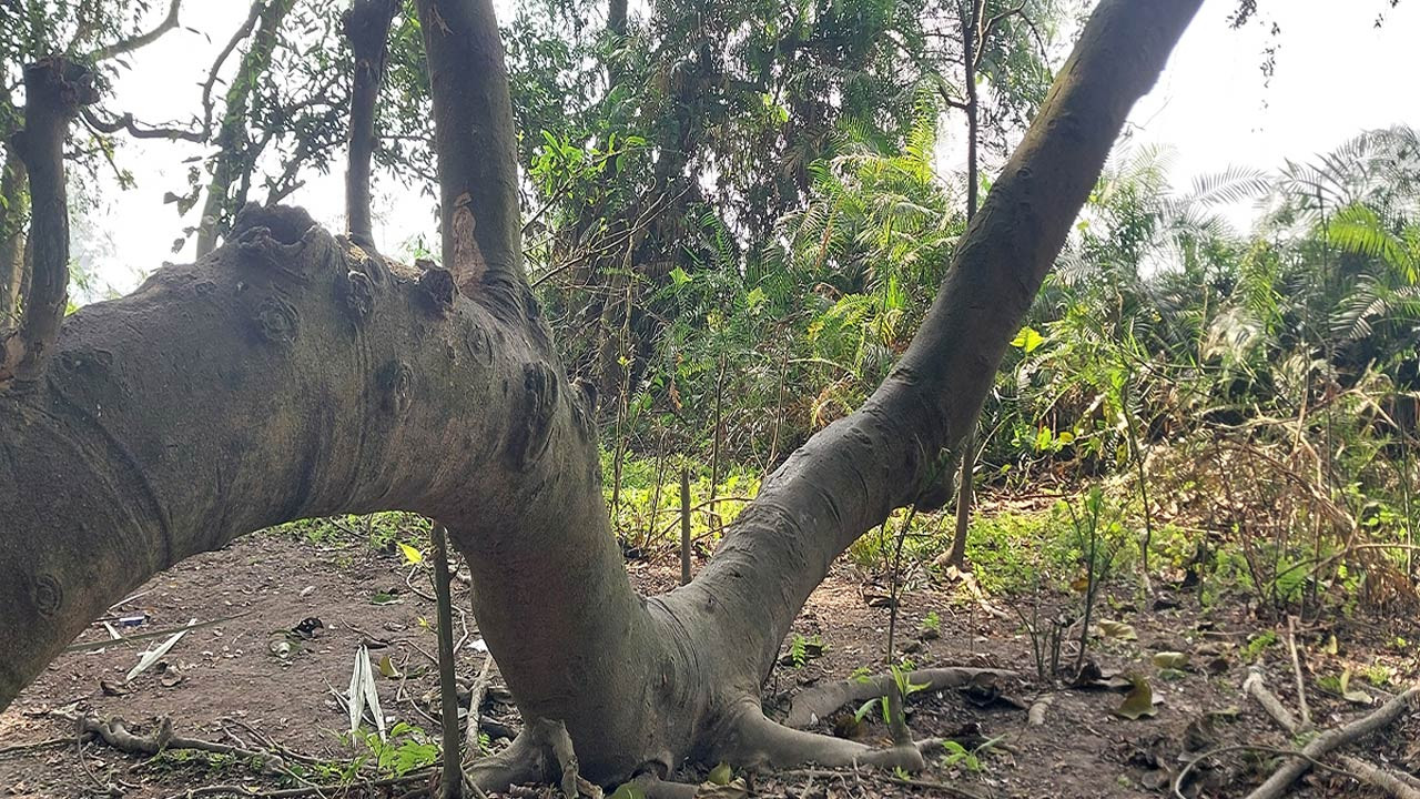 সিরাজগঞ্জের শাহজাদপুরের রায়বাড়ি জঙ্গল ভয়ঙ্কর অপরাধীদের আস্তানা