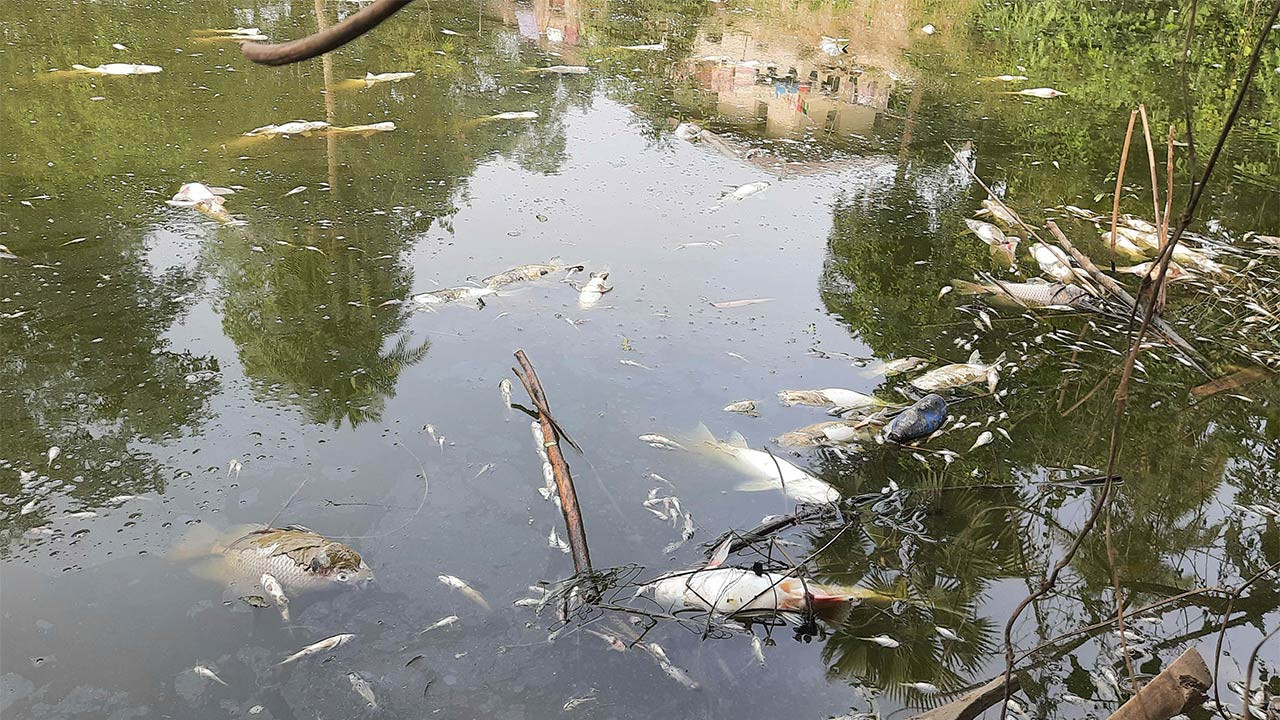 বগুড়ার সান্তাহারে পুকুরে বিষ দিয়ে মাছ নিধন