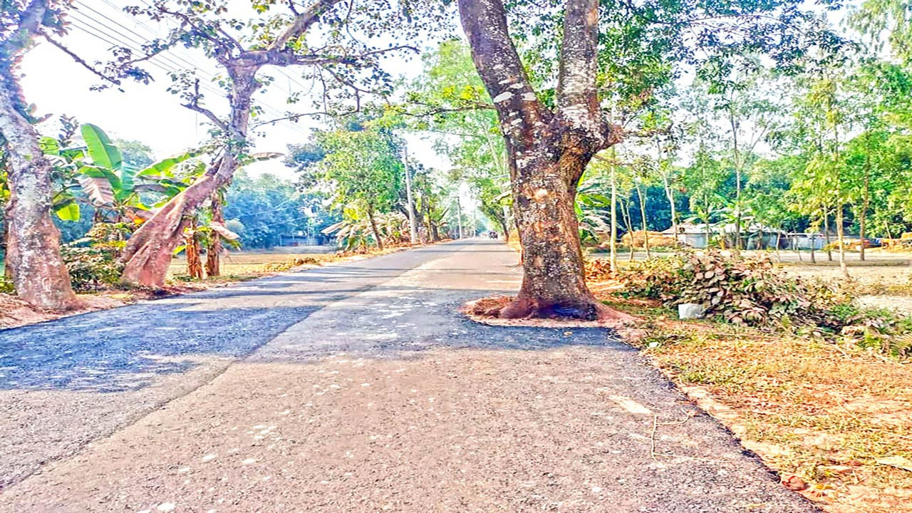 লালমনিরহাটে গাছ রেখেই করা হয়েছে সড়ক প্রশস্তের কাজ