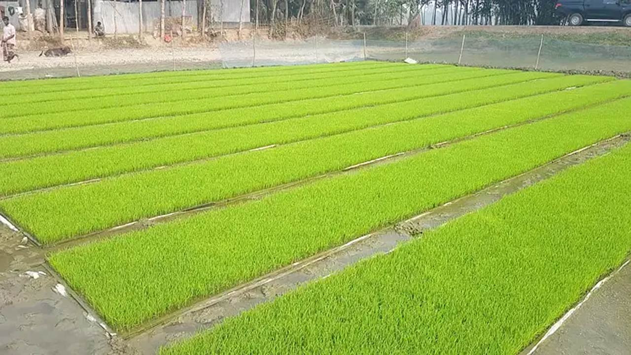 দিনাজপুরের নবাবগঞ্জে বোরো বীজতলা তৈরির লক্ষ্যমাত্রা ৮শ’ হেক্টর নির্ধারণ