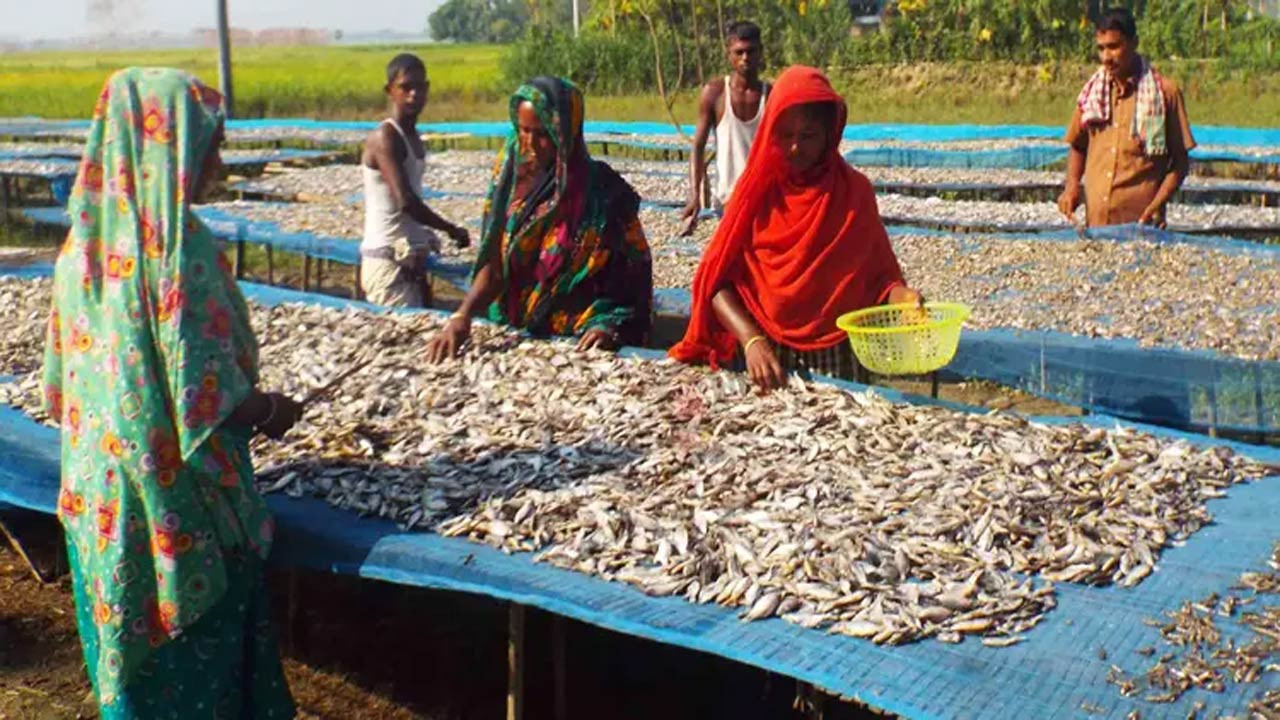 পাবনার বেড়ার শুঁটকি যাচ্ছে বিদেশে কর্মসংস্থান হয়েছে শতাধিক নারীর