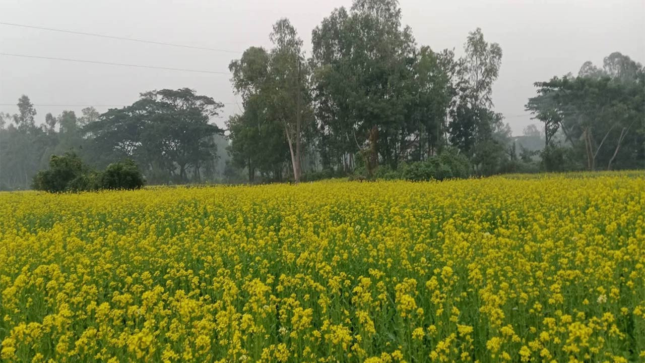 ঠাকুরগাঁওয়ের হরিপুরে লক্ষ্যমাত্রা ছাড়িয়েছে সরিষার চাষাবাদ