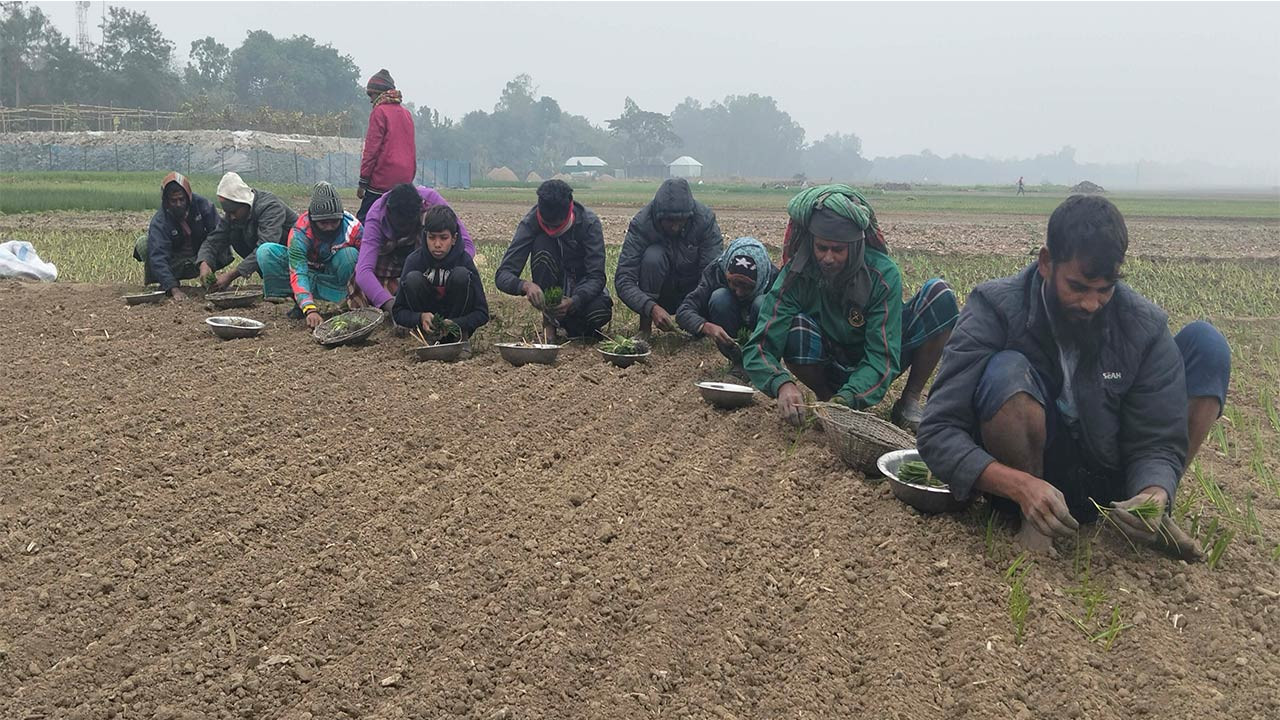 পাবনায় সাঁথিয়ায় পেঁয়াজ রোপণে ব্যস্ত কৃষক শ্রমিকের কাজ করছে স্কুলের ছাত্ররা