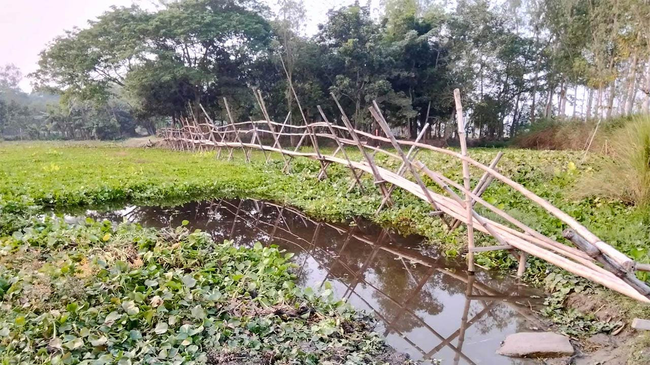 বগুড়ার সোনাতলায় বাঁশের সাঁকো দিয়ে ৫৪ বছর ধরে ২৮ গ্রামের মানুষের পারাপার