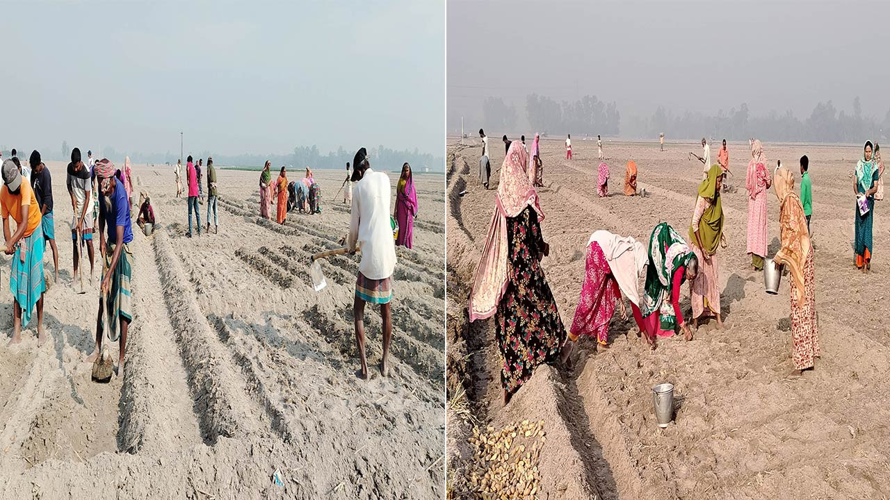 বগুড়ার শেরপুরে আলু চাষে ব্যস্ত সময় পার করছেন কৃষক