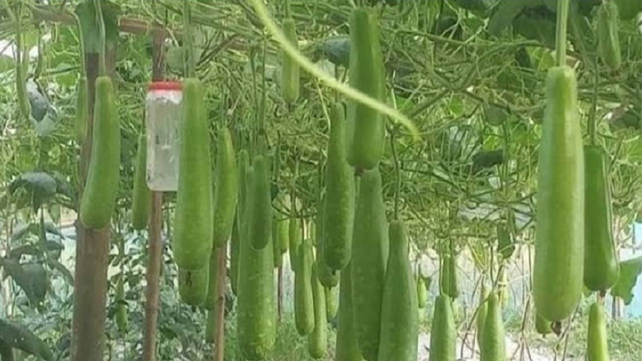 সিরাজগঞ্জে অধিক লাভের আশায় সবজি চাষ