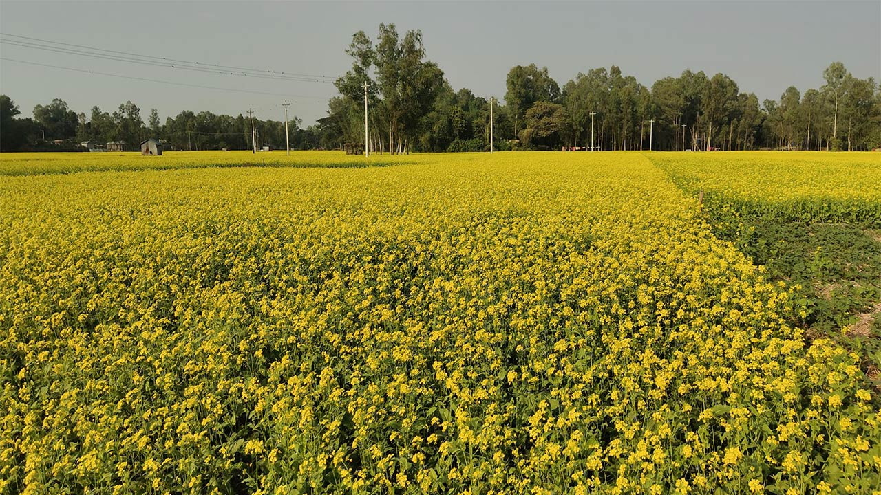 সিরাজগঞ্জের চৌহালীর চরাঞ্চল হলুদ ফুলে ভরে গেছে ফসলের মাঠ