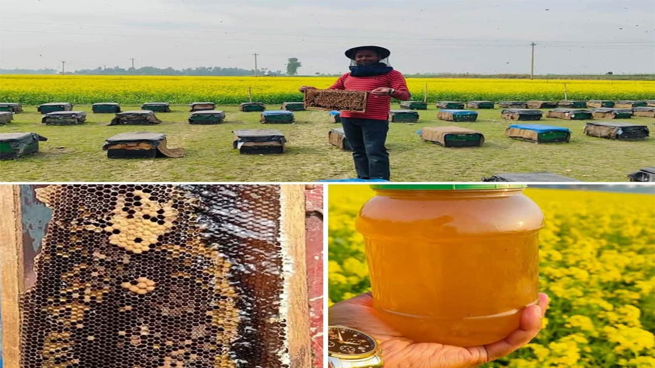 সিরাজগঞ্জের উল্লাপাড়ায় সরিষা ক্ষেতে সরিষা ও মধু উৎপাদন নিয়ে চিন্তিত কৃষক