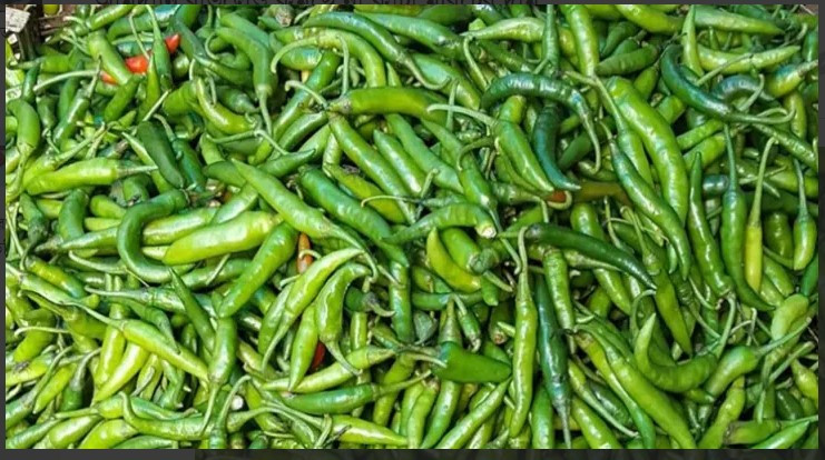 বগুড়ার কাঁচা মরিচ দেশের গন্ডি পেরিয়ে মালয়েশিয়ায়