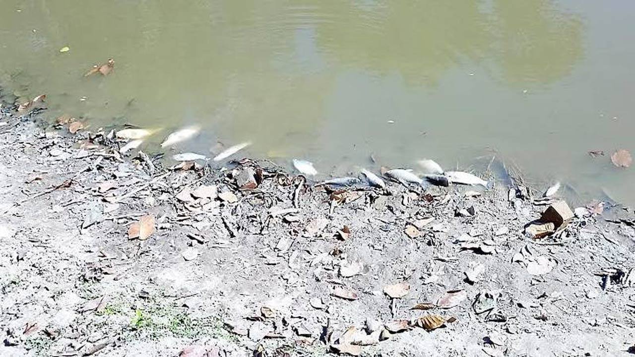 দিনাজপুরের বীরগঞ্জে পুকুরের মাছ নিধনের অভিযোগ