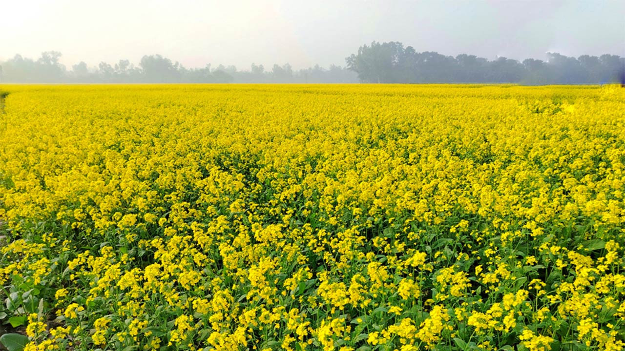 বগুড়ার শেরপুরে সরিষার ক্ষেত এখন হলুদের চাদরে মোড়ানো মাঠ!