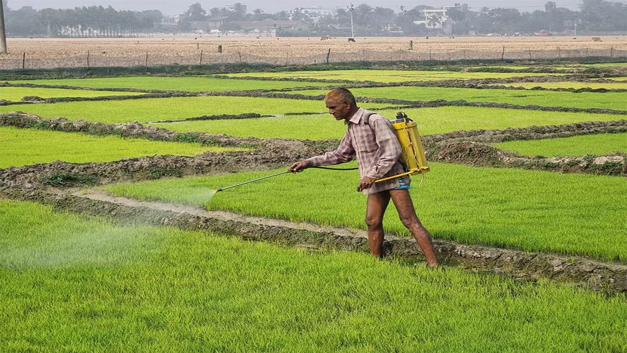দিনাজপুরের ফুলবাড়ীতে ঘন কুয়াশা আর তীব্র শীতে বীজতলা নিয়ে দুশ্চিন্তায় কৃষক