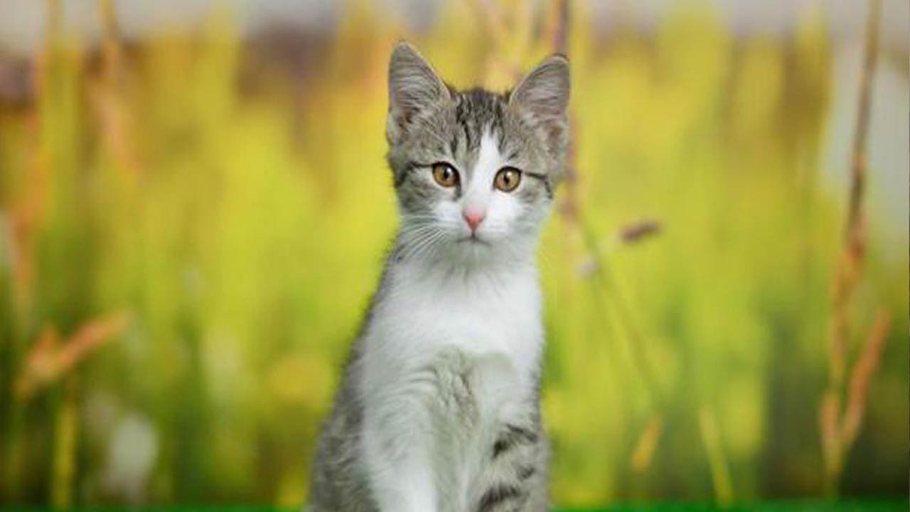 বিড়ালের মুখ দেওয়া খাবার খাওয়া যাবে কি?