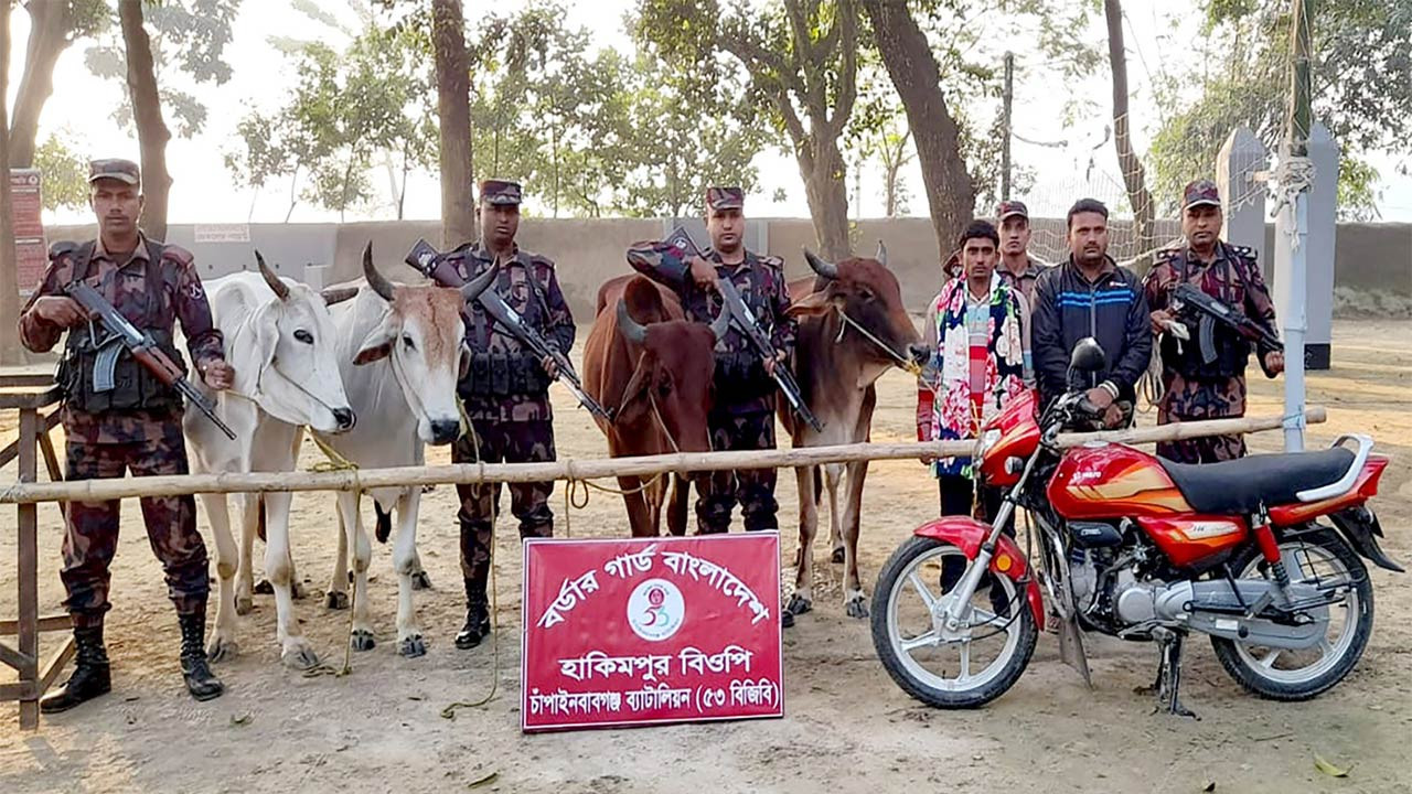 চাঁপাইনবাবগঞ্জ সীমান্তে চারটি ভারতীয় গরুসহ ২ চোরাকারবারি গ্রেফতার