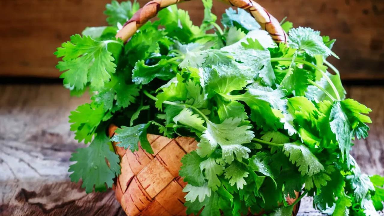 ফ্রিজে রাখলেও ধনেপাতা পচে যাচ্ছে? এই টিপস কাজে লাগান