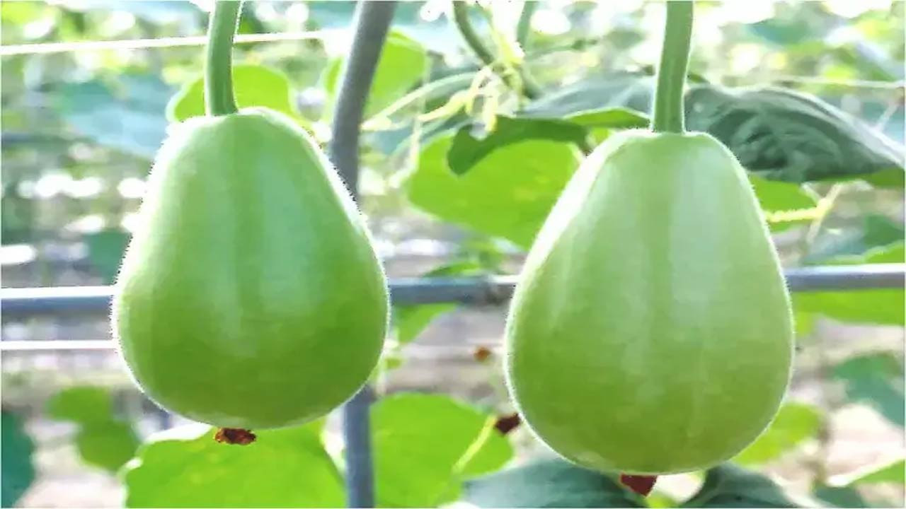 ওজন কমাতে সাহায্য করে লাউ