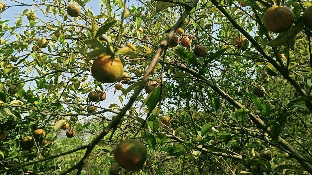 নওগাঁর বদলগাছীতে কমলা চাষে পলাশের বাজিমাত