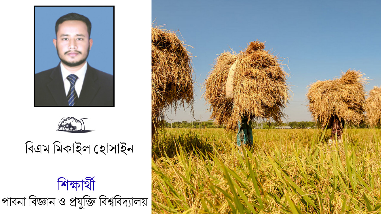 হেমন্তের ধান কাটা উৎসবের আড়ালে কৃষকের দীর্ঘশ্বাস