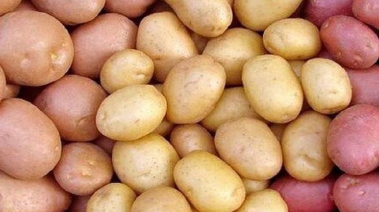 বগুড়ার বাজারে আগাম আলুর ব্যাপক সরবরাহে দামে ধস