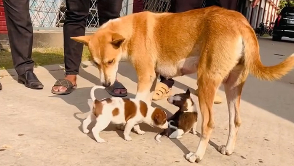 নতুন দুই ছানা পেল সন্তানহারা সেই মা কুকুর
