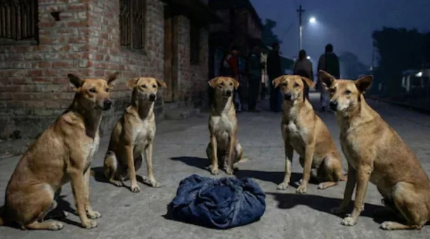 রাস্তায় ফেলে যাওয়া নবজাতককে বৃত্ত করে পাহারা দিলো কুকুর